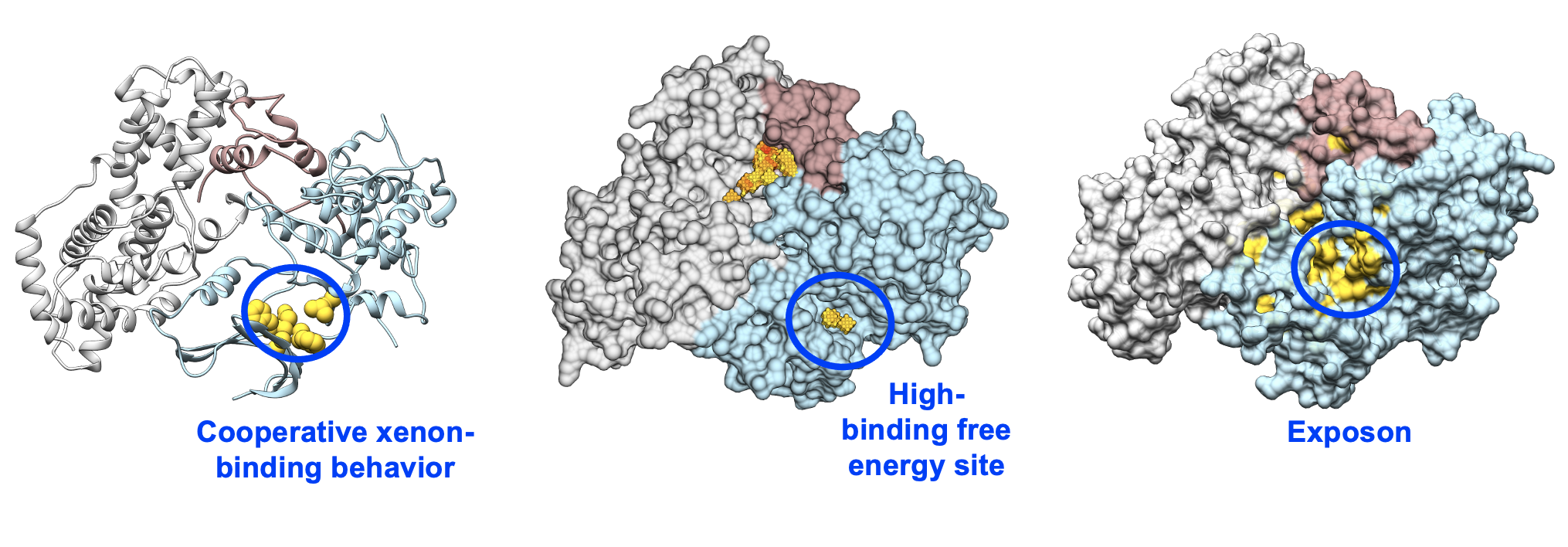 Cryptic_Pocket_ICEC0942-binding site