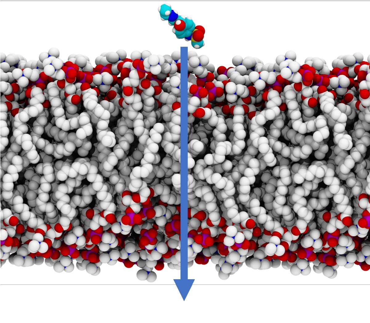 Orion_Permeability_Molecule_Crossing_Membrane_Image-tiny