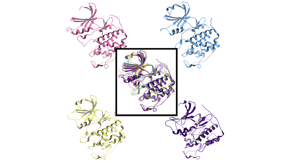 Protein_Kinase Predicted Models_white_4k_nolabel