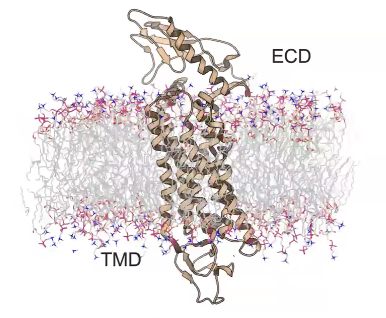 TargetX_GLP1R_Simulation_and_Ligandability