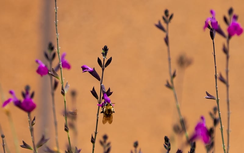 Stop and Smell the Flowers at BisBEE!