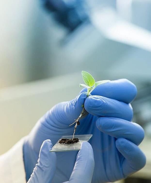 Gloved hand putting small plant and soil onto a microscope slide.