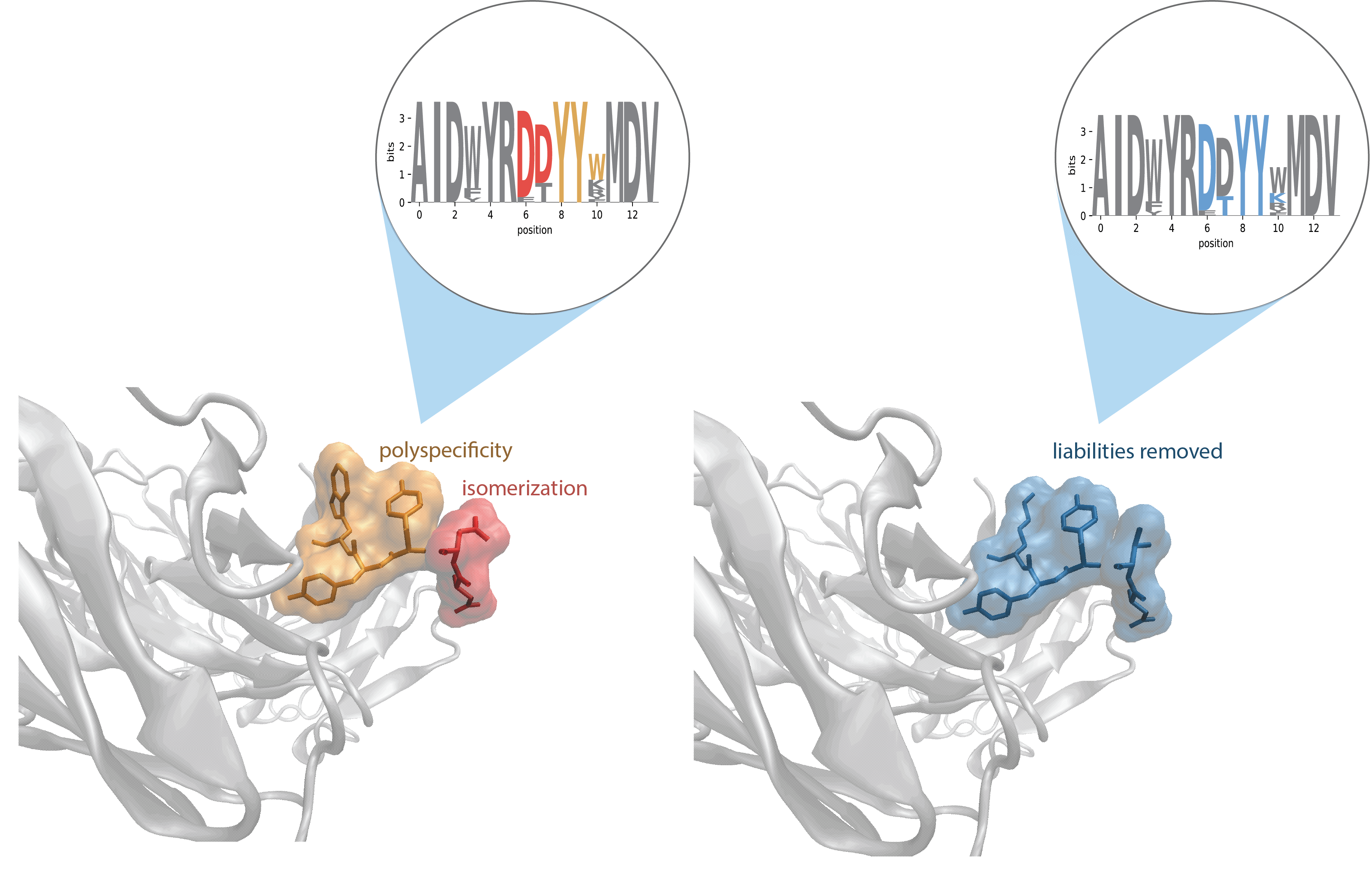 Use AbXtract™ in Orion® to identify antibodies within the same functional cluster that have reduced number of liabilities.