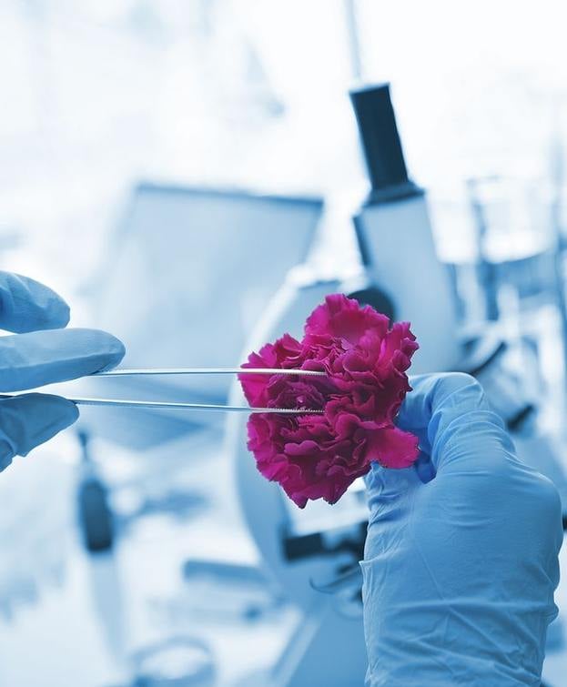 Forceps plucking flower petals in a lab.